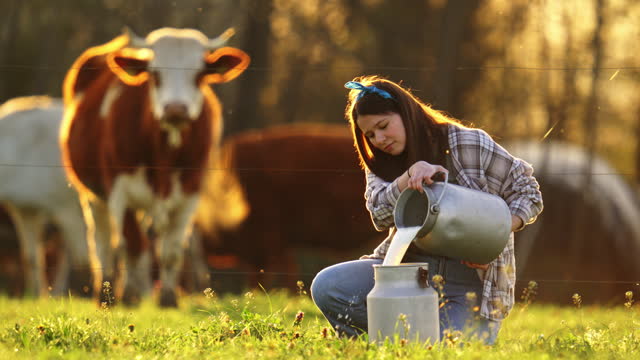 SLO MO Happy Young Woman Pouring Raw Milk into Canister on Grassy Field Near Cattle at Sunset