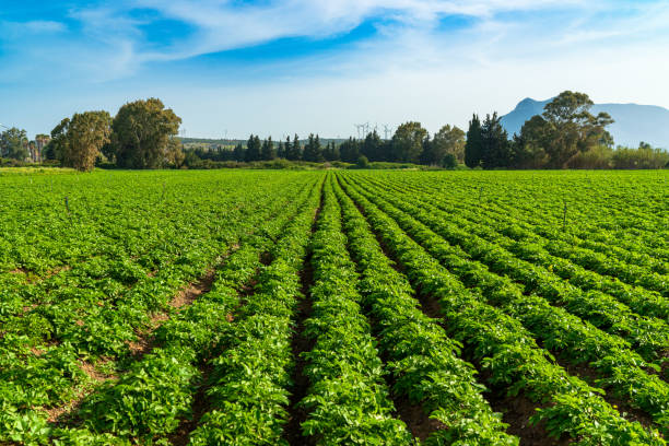 istock Potato field, rows, sunny day and blue sky high angle view in Turkey 2128444108