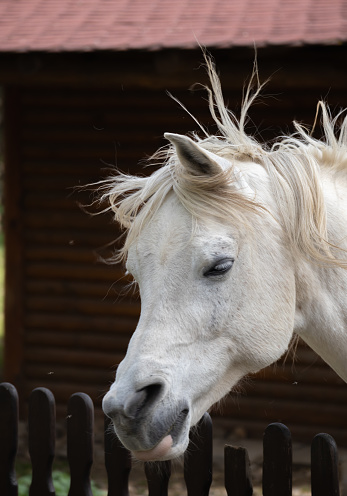 Connemara pony is a pony breed originating in Ireland. They are known for their athleticism, versatility and good disposition.
