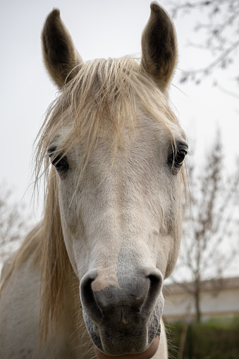 Connemara pony is a pony breed originating in Ireland. They are known for their athleticism, versatility and good disposition.