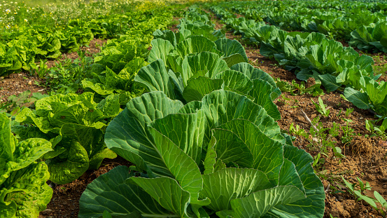 Organic farming, rows view of plants