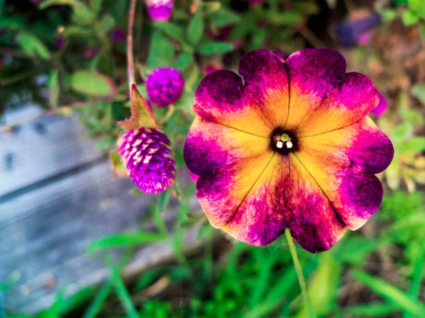 Purple and Yellow Flower Close Up with a Blurred Background. Close up of a purple and yellow flower with a greenary in the background.