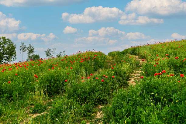 Beautiful summer landscape in Poland. Blooming poppies and cornflowers against clear blue sky