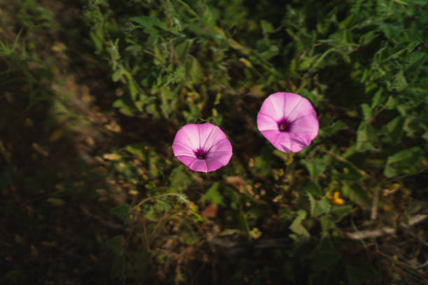 Top view of morning glory flowers