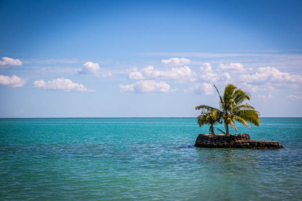Secluded Island with Palm Trees on the ocean