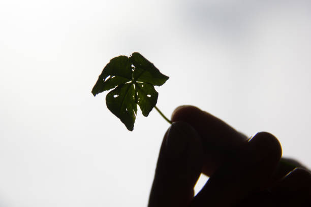 Shadow of a hand holding a four leaf clover