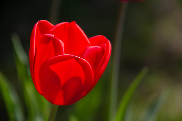 Red tulip with shadow on the petal