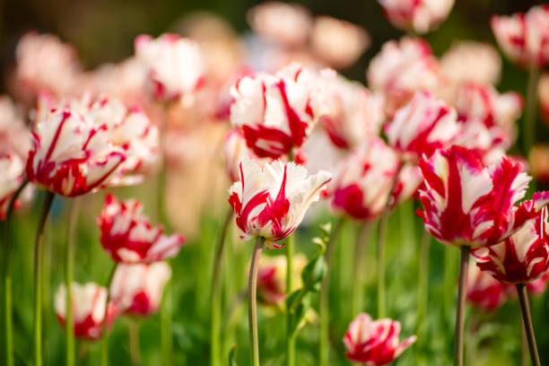 Red tulips. Spring storytelling. Tulip bouquet. Greeting card. For Mothers Day, international women’s day, birthday.