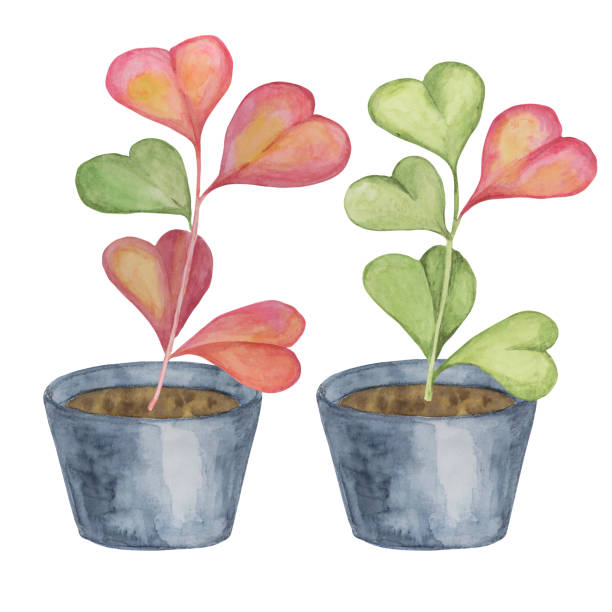 ilustrações, clipart, desenhos animados e ícones de dois vasos com plantas hoya kerrii em aquarela - illustration and painting valentines day individuality happiness