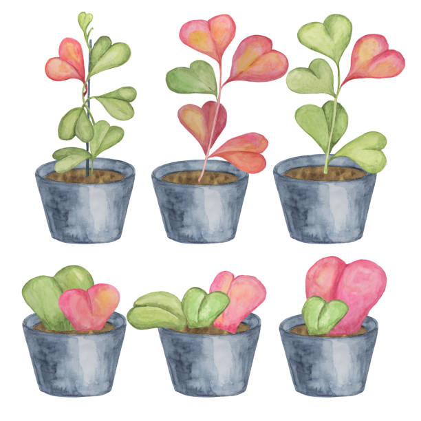 ilustrações, clipart, desenhos animados e ícones de seis plantas hoya kerrii em aquarela - illustration and painting valentines day individuality happiness