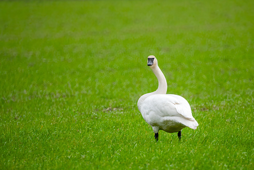 The Trumpeter Swan (Cygnus buccinator) is the largest species of waterfowl with a wingspan that can exceed 10 feet.  It is also the heaviest living bird native to North America.  In the early part of the 20th century, with a population of less than 70, the trumpeter swan faced extinction.  Aerial surveys eventually discovered a population of several thousand trumpeters around Alaska's Copper River.  Some of these were carefully reintroduced to other areas and now the population exceeds 46,000 birds.  The adult trumpeter swan has an all-white plumage, while the cygnets are light gray with pink legs.  After about a year in age the cygnets gain their adult plumage.  The breeding habitat of trumpeter swans is large shallow ponds, undisturbed lakes, pristine wetlands and wide slow rivers, and marshes.  The largest numbers of breeding pairs can be found in Alaska but they also breed in northwestern and central North America.  In the winter, natural populations of swans migrate in V-shaped flocks to southern Canada, and the Pacific Northwest.  This trumpeter swan was photographed while wintering on the Skagit Flats near La Conner, Washington State, USA.