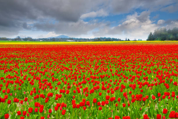 The Skagit Valley Tulip Festival is held annually in the spring, April 1 to April 30.  During that time the bulb farms burst with color from the many varieties of tulips and daffodils.  Visitors come from far and wide to take in the spectacular display.  This field of tulips is near the town of Mount Vernon in Washington State, USA.