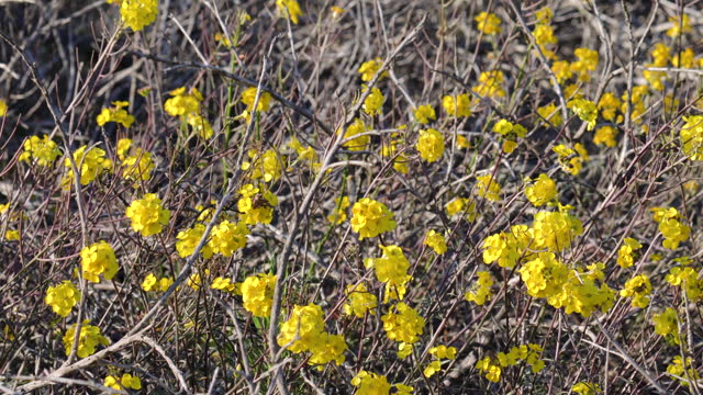 Western Wallflower (Erysimum capitatum), bright yellow wildflowers in bloom in the desert area.