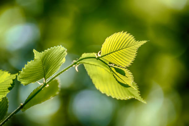 Sunny green spring summer leaves in the woods, eco natural seasonal background