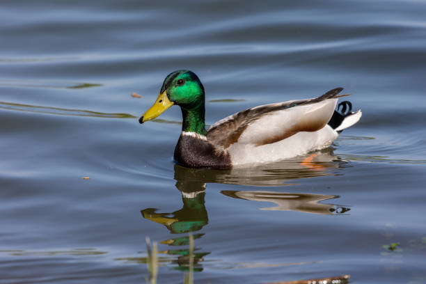 istock Male mallard duck (Anas platyrhynchos) swimming 2128530478