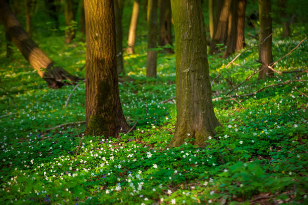 Flowering green forest with white flowers , spring natural seasonal background