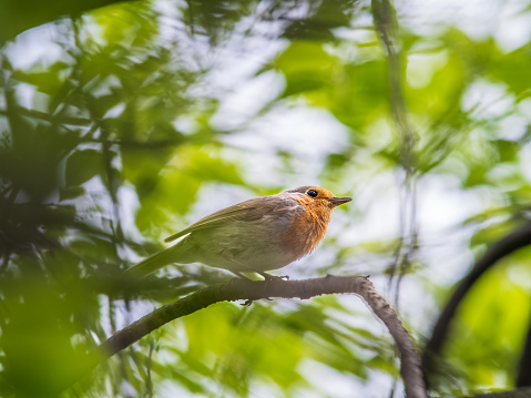 European Robin, Erithacus rubecula, song bird sits on tree in the spring forest or park. Beautiful songbird with red breast European robin