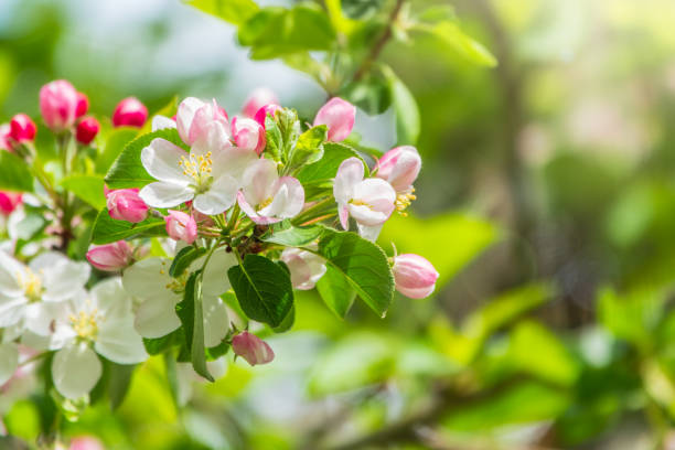 istock Fresh pink flowers of a blossoming apple tree with blured background 2128550000