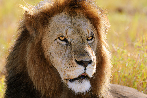 Close-up of a resting wild male African lion (Panthera leo).
 
Taken on the Serengeti Plains, Masai Mara National Reserve, Kenya, Africa