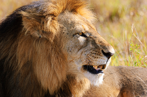 Close-up of a resting wild male African lion (Panthera leo).\n \nTaken on the Serengeti Plains, Masai Mara National Reserve, Kenya, Africa