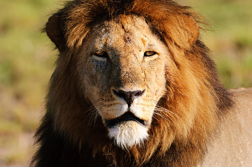 Close-up of a resting wild male African lion (Panthera leo).
 
Taken on the Serengeti Plains, Masai Mara National Reserve, Kenya, Africa