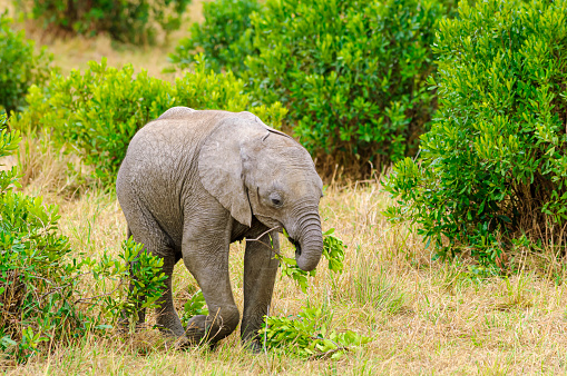 Baby African elephant (Loxodonta africana) munching on a branch.\n\nTaken in the Massia Mara, Kenya, Africa