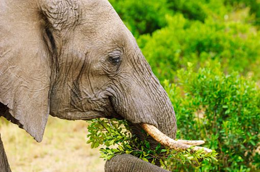 Close-up of wild African elephant (Loxodonta africana) eating branches from small shrubs on the savanna on the Masai Mara.

Taken on the Serengeti Plains, Masai Mara National Reserve, Kenya, Africa