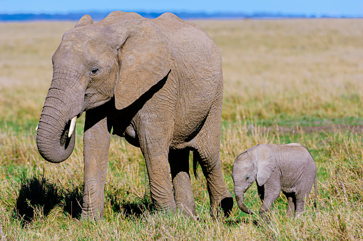 African elephant (Loxodonta africana) cow and her new week old baby on the Savanna on the Masai Mara.