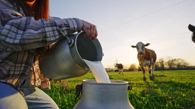 SLO MO Closeup of Young Woman Farmer Pouring Raw Milk into Cannister on Grassy Field Near Cattle in Village at Sunset