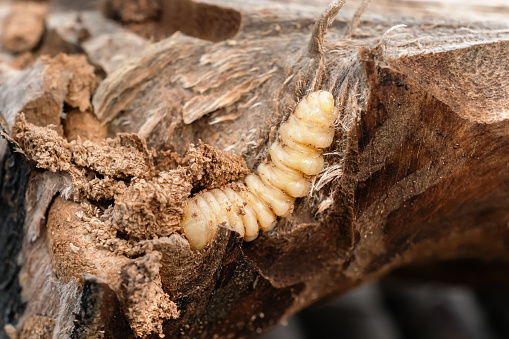 Large bark beetle larva in wood close-up. Macro photo of a woodworm larva on a brown tree bark