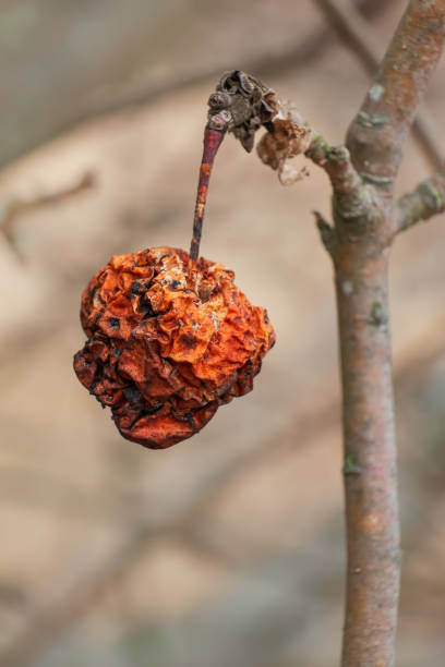 Rotten apple on a tree branch. Unharvested harvest. Dry red apple