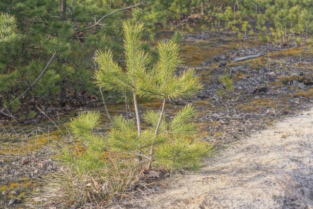 one small green pine tree on gray dry needles and ground in the forest