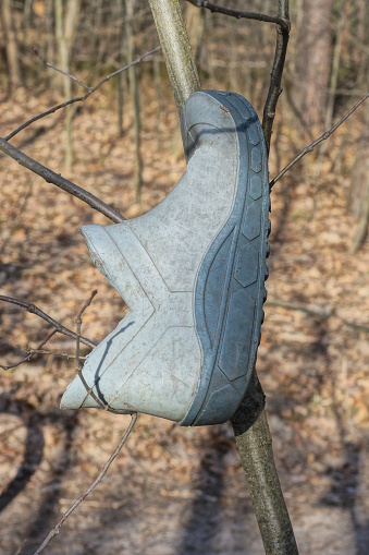 one old gray rubber boot hanging on a tree branch on the street