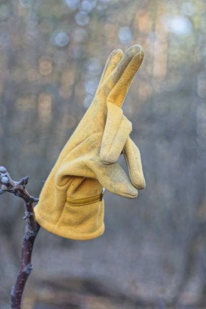 one dirty yellow glove hanging on a gray tree branch on the street