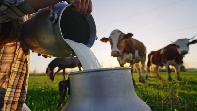 SLO MO Closeup of Female Farm Worker Pouring Raw Milk into Cannister on Grassy Field Near Cattle in Village at Sunset