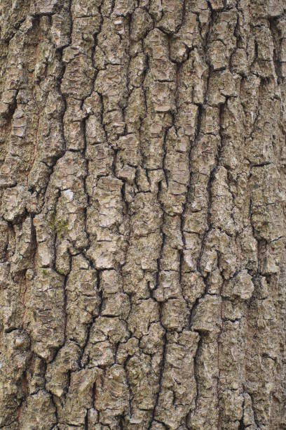 Tree bark background