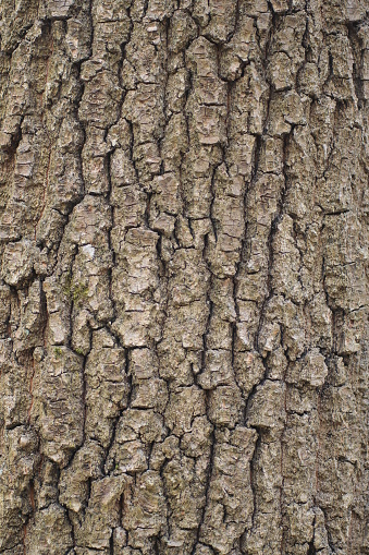 natural wooden texture from a pattern of gray poplar tree bark
