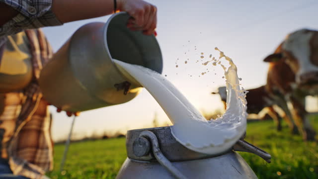 SLO MO Closeup of Woman Farmer Pouring Raw Milk into Container on Field Near Cattle in Village at Sunset