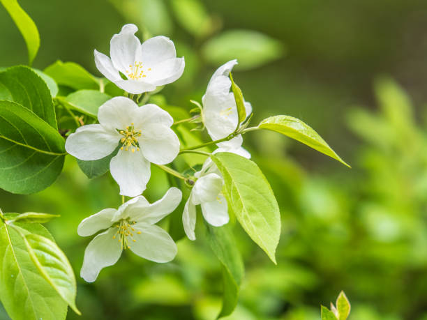 istock White blossoming apple trees in the sunset light 2128605850