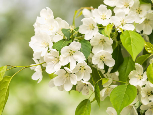 istock White blossoming apple trees in the sunset light 2128605861