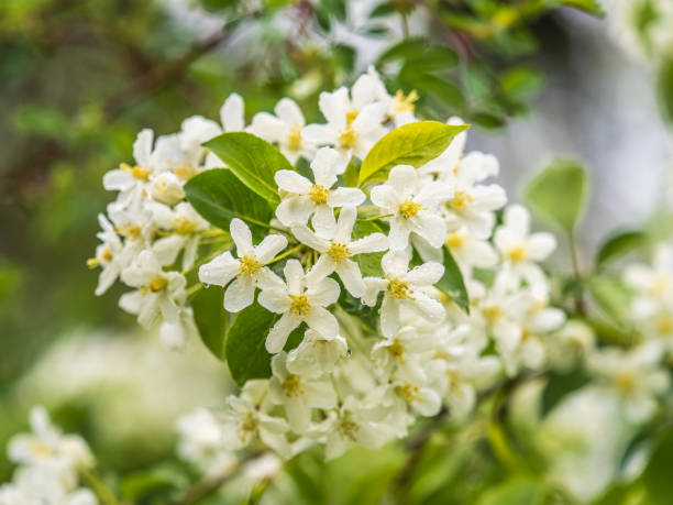 istock White blossoming apple trees in the sunset light 2128607941