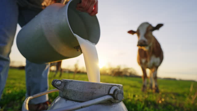 SLO MO Closeup of Female Farmer Pouring Raw Milk into Container on Field Near Cattle in Village at Sunset
