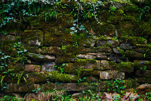 A green wall adorned with leaves lines the rainy road, creating a refreshing and serene scene of nature's embrace along the wet pathway.