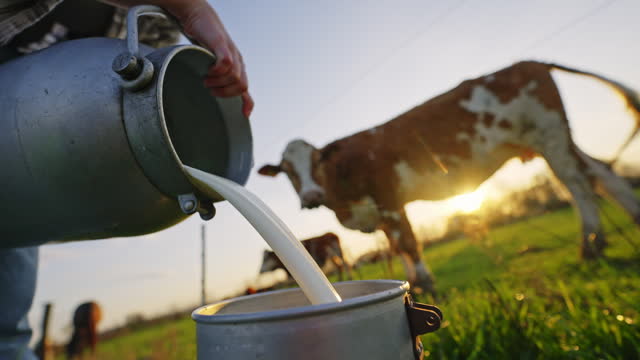 SLO MO Closeup of Young Woman Farmer Pouring Milk from one Cannister to Another on Field with Cows in Background at Sunset