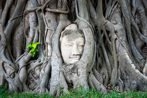 Ayutthaya historical park Thailand. Buddha Head statue with trapped in Bodhi Tree roots at Wat Maha That Ayutthaya.