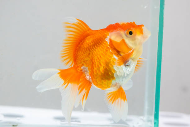 istock Oranda goldfish in aquarium fish tank close up 2128671824