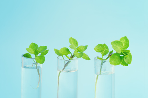 Small plants germinate in test tube on a blue background. studying plants in the laboratory. Growing GMOs in the laboratory. Genetically Modified Organisms