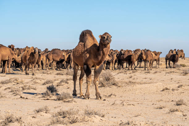 istock A herd of camels on a camel farm on dusty day. 2128677783