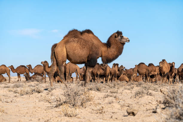 i cammelli camminano attraverso il deserto secco contro il cielo blu. - deserto del karakum immagine foto e immagini stock