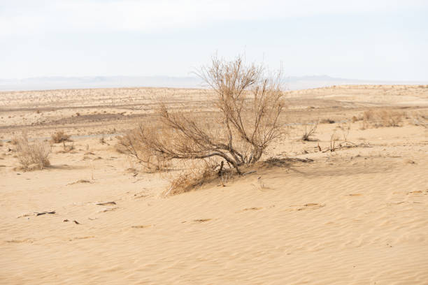 Bush in the desert surrounded by sand